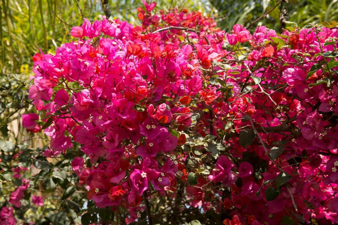 Million Flowers Protaras Exterior foto
